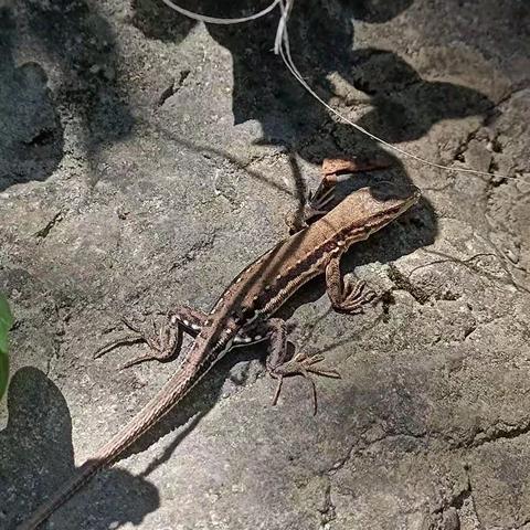 偶遇“断”虎