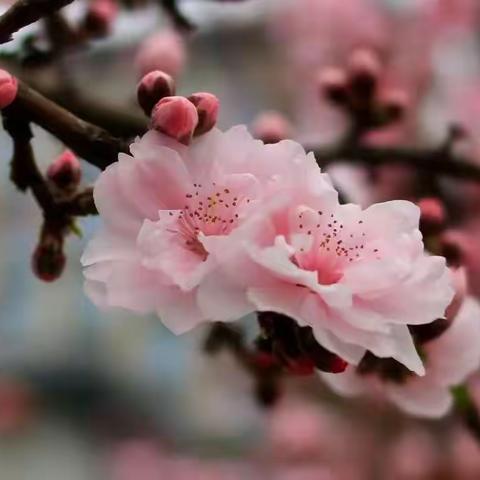 文化之子 为爱而来的美篇