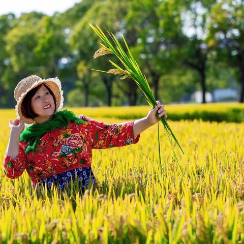 秋收季节稻花香🌾🌾🌾🌾🌾