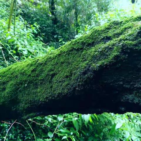 曲径通幽处 叶青人自闲