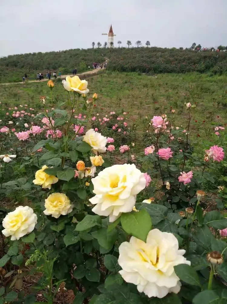 青白江福洪玫瑰园门票图片