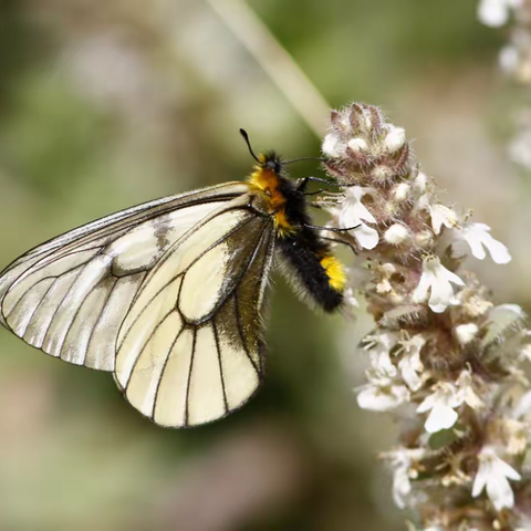 武汉蝴蝶记｜冰清绢蝶