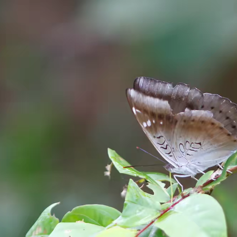 武汉蝴蝶记｜矛翠蛱蝶