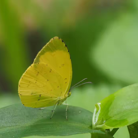 武汉蝴蝶记｜北黄粉蝶