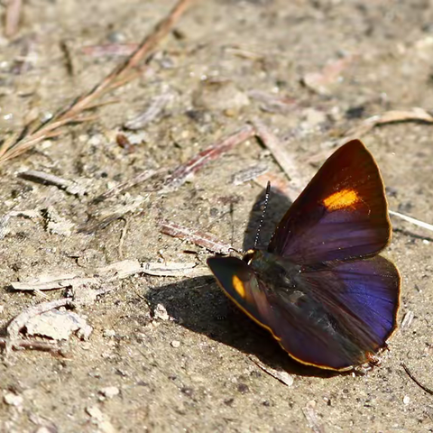 武汉蝴蝶记｜霓纱燕灰蝶