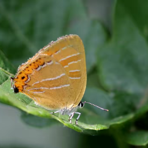 武汉蝴蝶记｜黄灰蝶