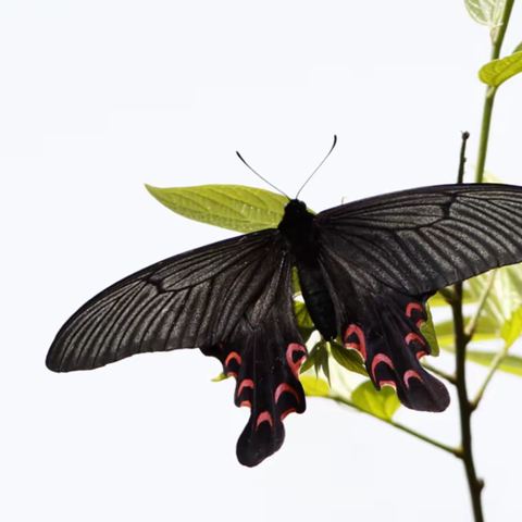 武汉蝴蝶记｜宽尾凤蝶