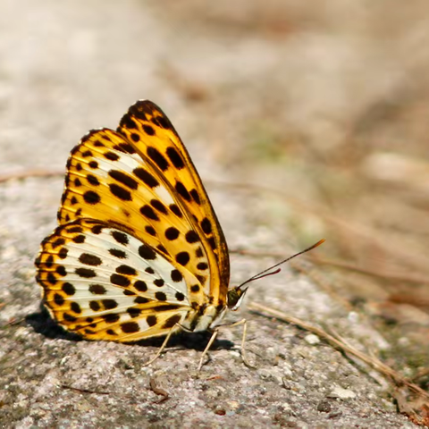 武汉蝴蝶记｜猫蛱蝶