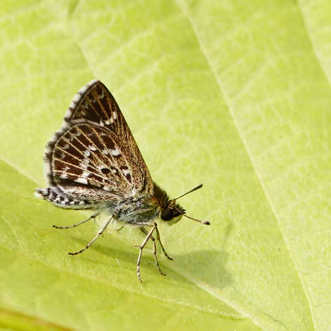 武汉蝴蝶记｜河伯锷弄蝶