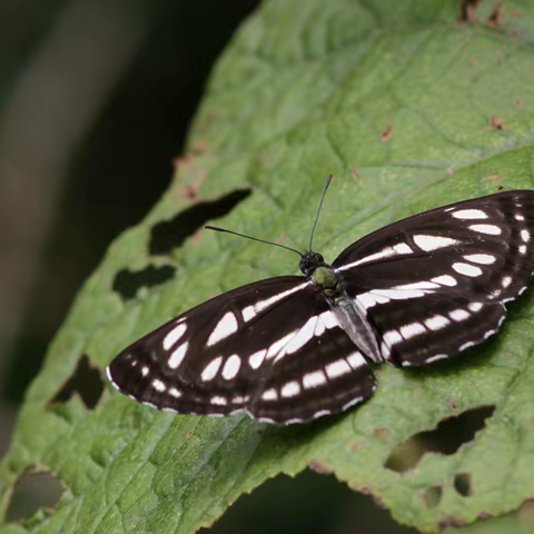 武汉蝴蝶记｜小环蛱蝶