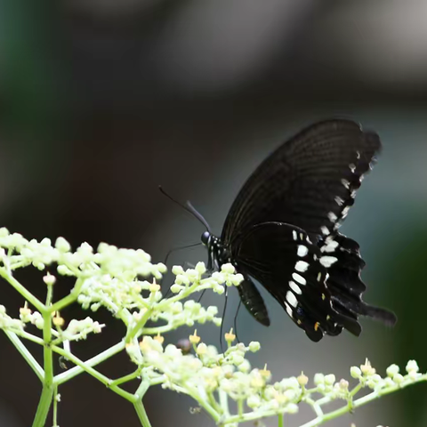 武汉蝴蝶记｜玉带凤蝶