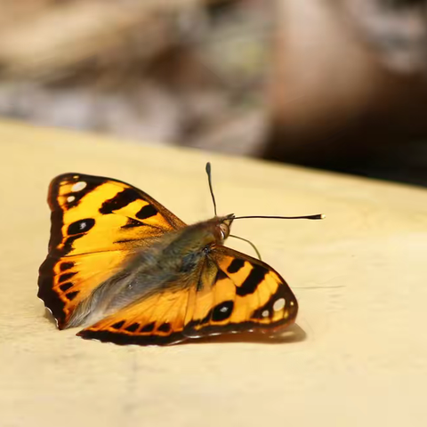 武汉蝴蝶记｜明窗蛱蝶