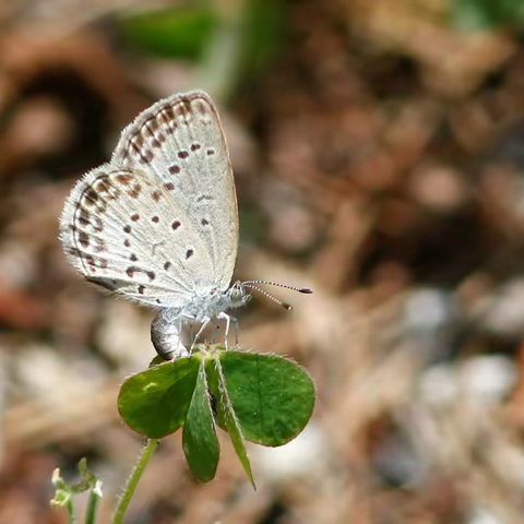 武汉蝴蝶记｜酢浆灰蝶