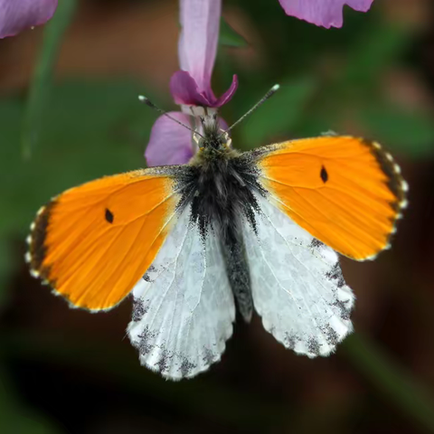 武汉蝴蝶记｜橙翅襟粉蝶