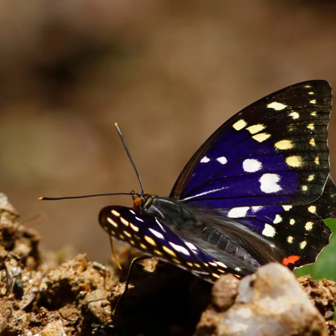 武汉蝴蝶记｜大紫蛱蝶