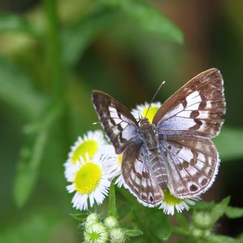 武汉蝴蝶记｜黑灰蝶