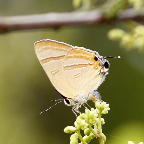 武汉蝴蝶记｜蓝燕灰蝶