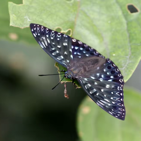 武汉蝴蝶记｜电蛱蝶