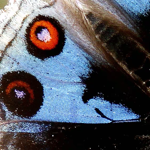 武汉蝴蝶记｜翠蓝眼蛱蝶