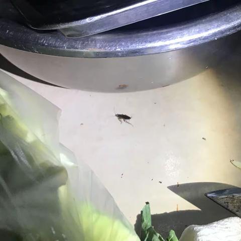 海南省卫生有害生物防制协会对海口市龙华区开展病媒生物密度控制效果评估工作