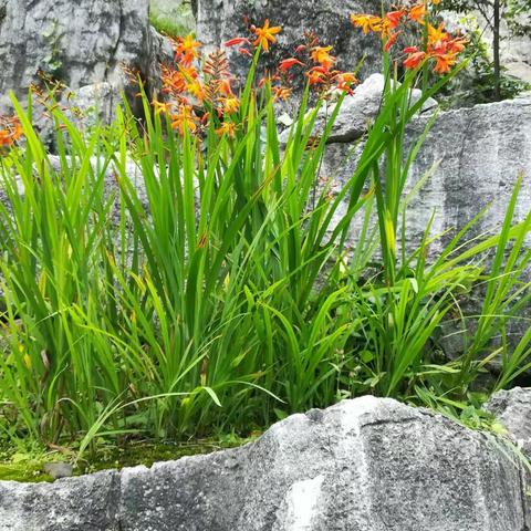 花儿芬芳自引蝶，果实飘香客满园，留连花海心脾醉，尽享芳华在人间。