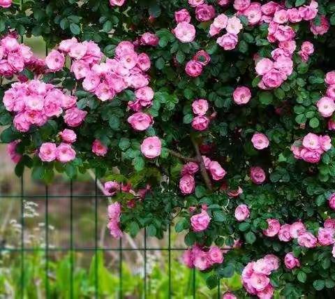 五月繁花花似锦，学习热情情正浓              ——记中华路小学教师观摩数学市优质课活动