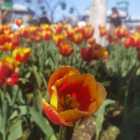 “研”途花开，众行致远——记抚州市实验学校三年级语文集体备课活动