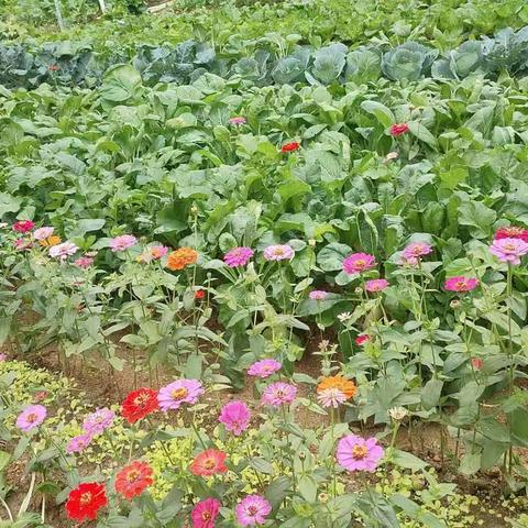 感受劳动之美，享受丰收喜悦——验小学四(3)“丰收节”