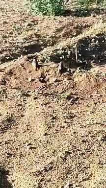 麻雀洗戏沙，虫菌同灭杀。自然生存法，不需人类插。