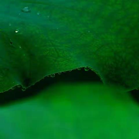 清风徐来荷香阵阵！