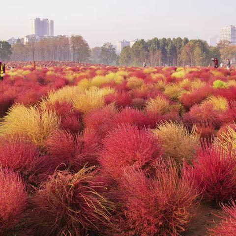 公园新网红-地肤草