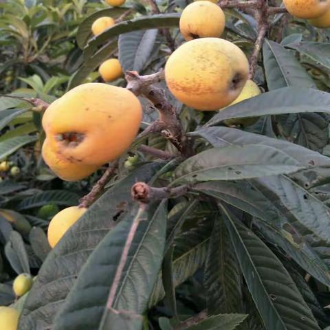 开阳县龙水乡龙江村水尔枇杷.大量供应有意联系我:15902602593