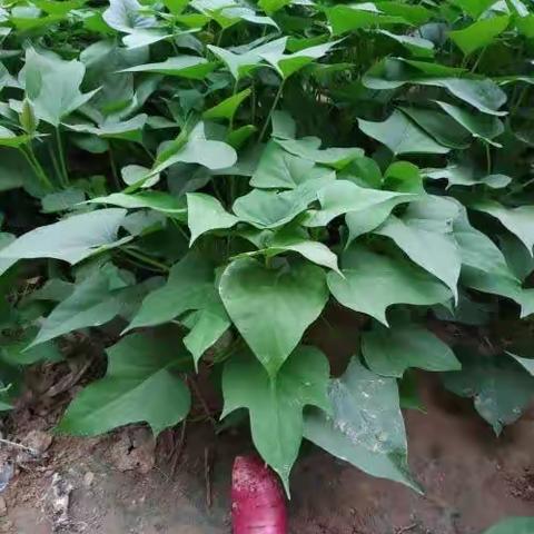 在故乡的日子之二——故乡的芋头