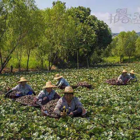 中秋轶事之摘菱角