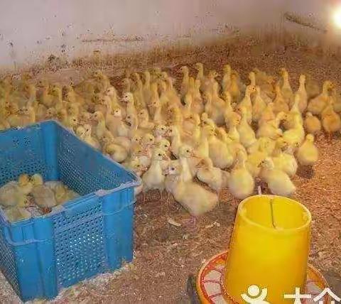 中秋轶事之杀鸭子