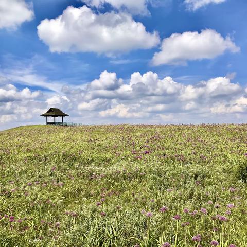 穿过高原（九）紫红色的野韭菜花