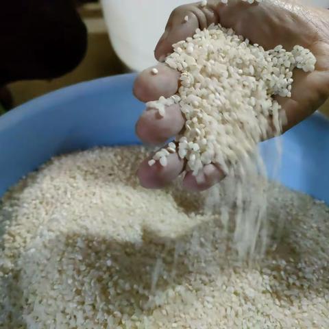 [兴国美食]   乡愁记忆:黄元米果