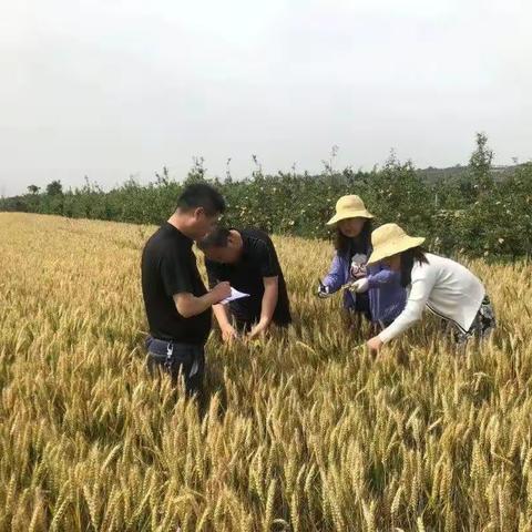 “点赞富平最美科技工作者”——董登峰