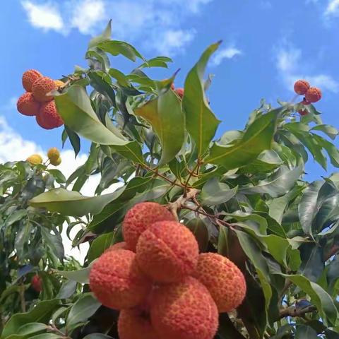 海花荔无核荔枝感恩优惠