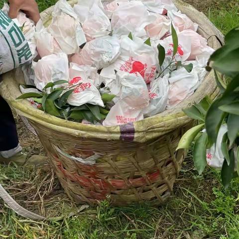 美味至尊，唇齿留香—— 四川“觅呈”柑桔