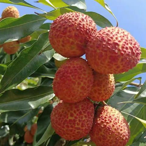 富硒，美味，吃多不上火 无核荔枝5月22日新鲜上市