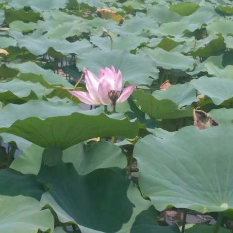 淮阳龙湖莲🌸