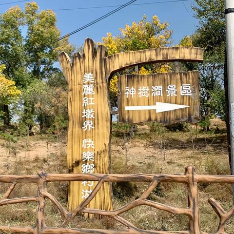 陕北的古汉柳