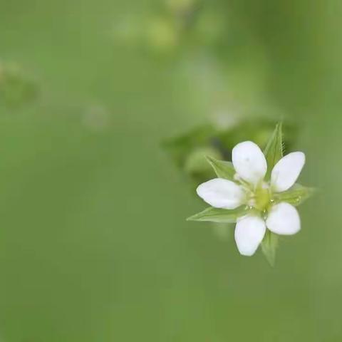 那些花儿