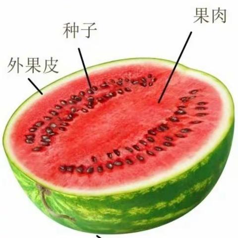 嗨！西瓜🍉