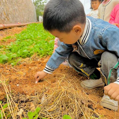 快乐种植，收获成长———会昌城东幼儿园中六班种大蒜活动