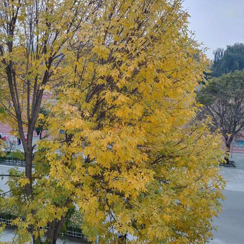 蓄力扬帆，乘梦冲刺——馆驿镇第一初级中学举行期末考试