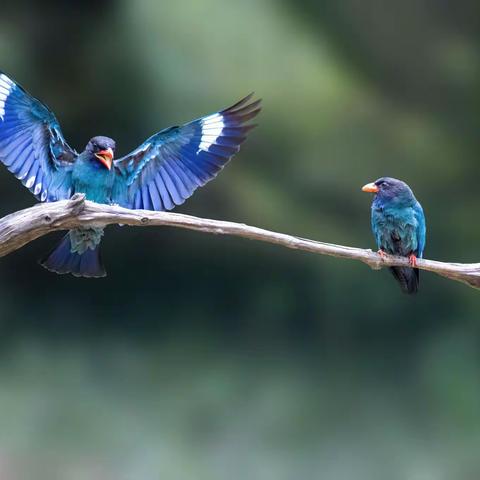 弄岗三宝鸟跳水