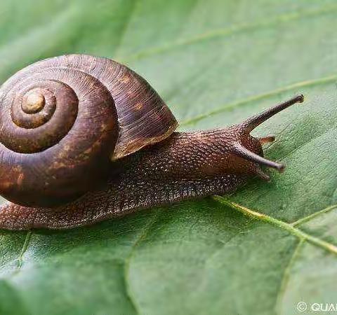 果果班美术课《蜗牛🐌去散步》