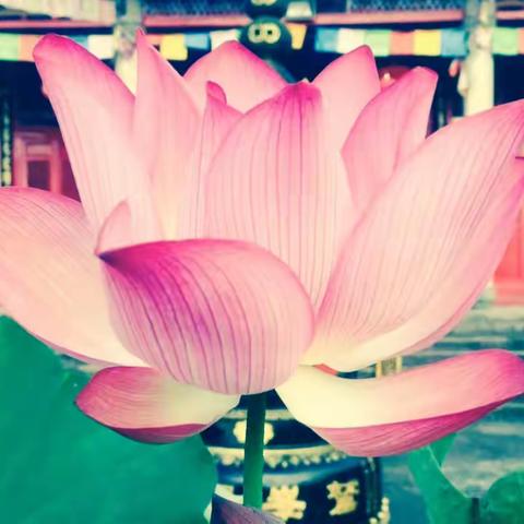 半碗饭  一元钱